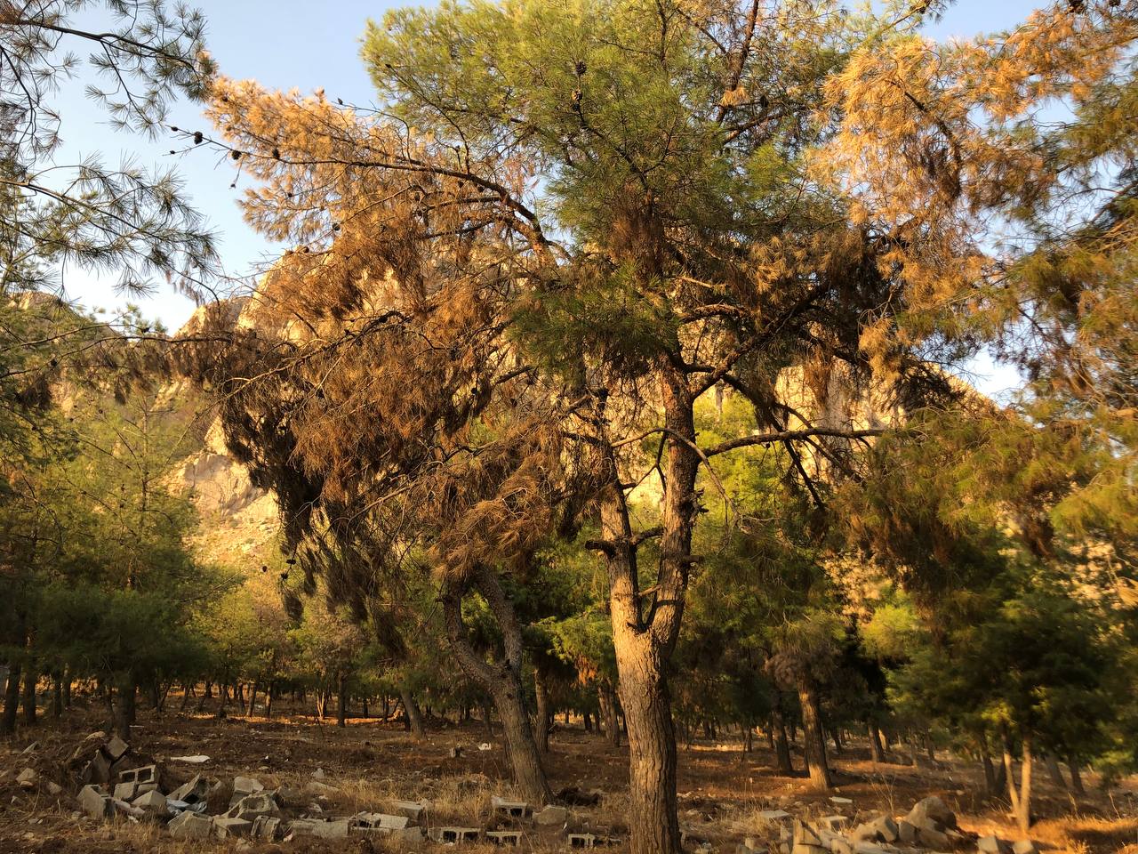 شارەوانی سلێمانی: هەڵپاچینی درەخت قەدەغەیە