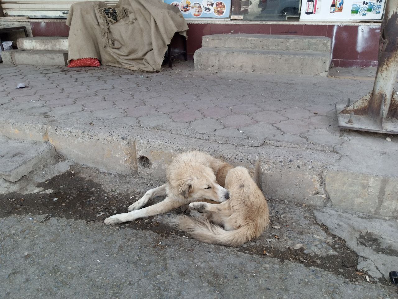 سەگە بێلانەكانی هەولێر چیتر بێلانە نابن