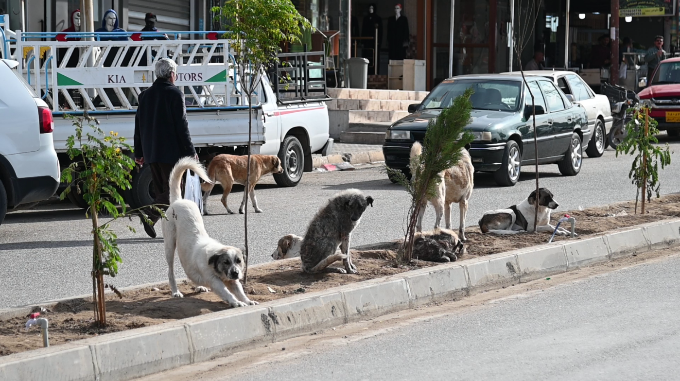 کلینکێکی ڤێتێرنەری بۆ سەگە بەڕەڵاکانی دهۆک کرایەوە