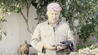 چل ساڵە مار بەخێو دەكات و هیچ زیانێكی پێنەگەیشتووە