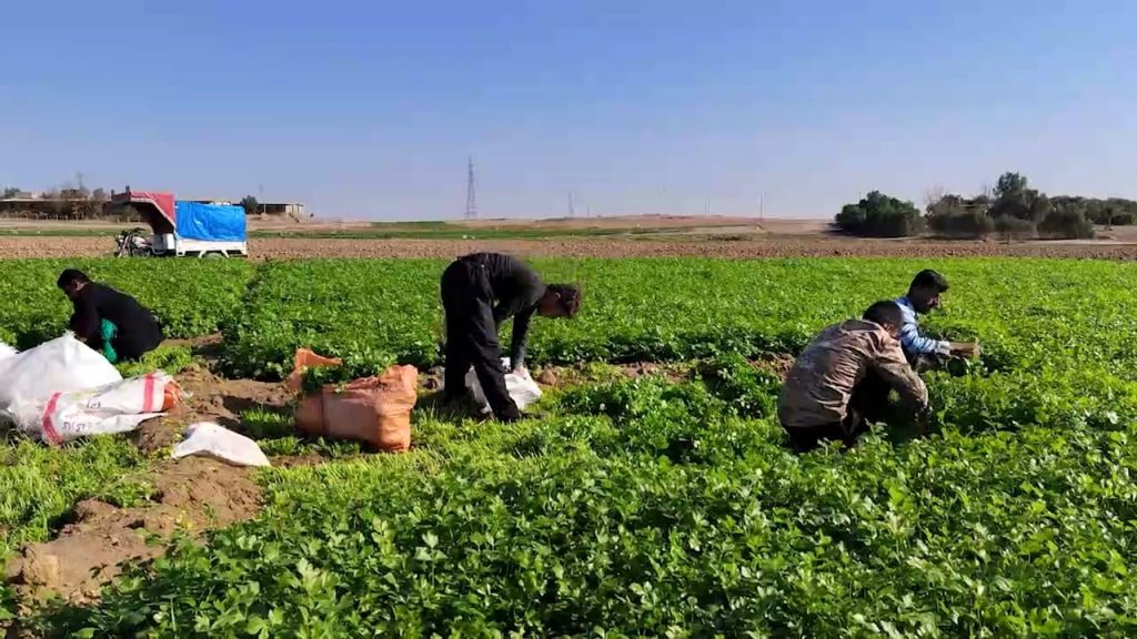 هەر بەقاڵێک بڵێ “وەرنەوە بۆ سەوزە و توری کەلار” فرۆشی باش دەبێت