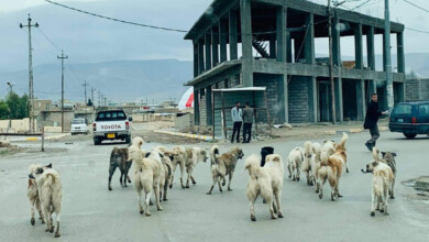  لە دوێنێ ئێوارەوە سەگى بەڕەڵا چوار کەسى بریندار کردووە