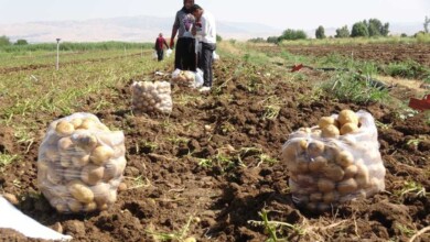 وەزارەتی کشتوکاڵ: قەرزی 100 ملیۆن دیناری دەدەین بە جوتیاران