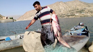 راوە ماسی لە بەنداوی دێوانە قەدەغە کرا