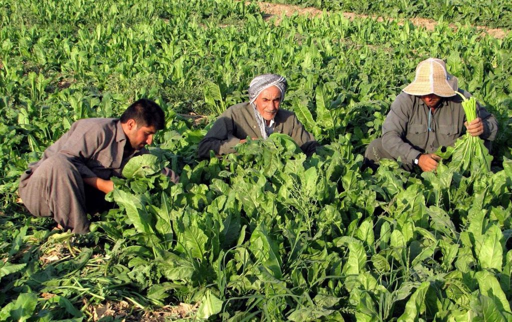 چه‌ند هەفتەبازاڕێك بۆ ساغكردنەوەی بەرهەمە ناوخۆییەكان دروستدەكرێت