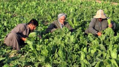 چه‌ند هەفتەبازاڕێك بۆ ساغكردنەوەی بەرهەمە ناوخۆییەكان دروستدەكرێت