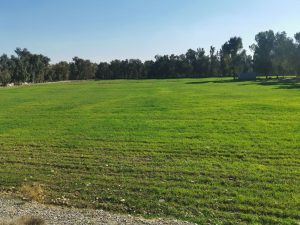 بارانبارین مەترسی جوتیارانی لەسەر بەرهەمەکانیان رەواندەوە