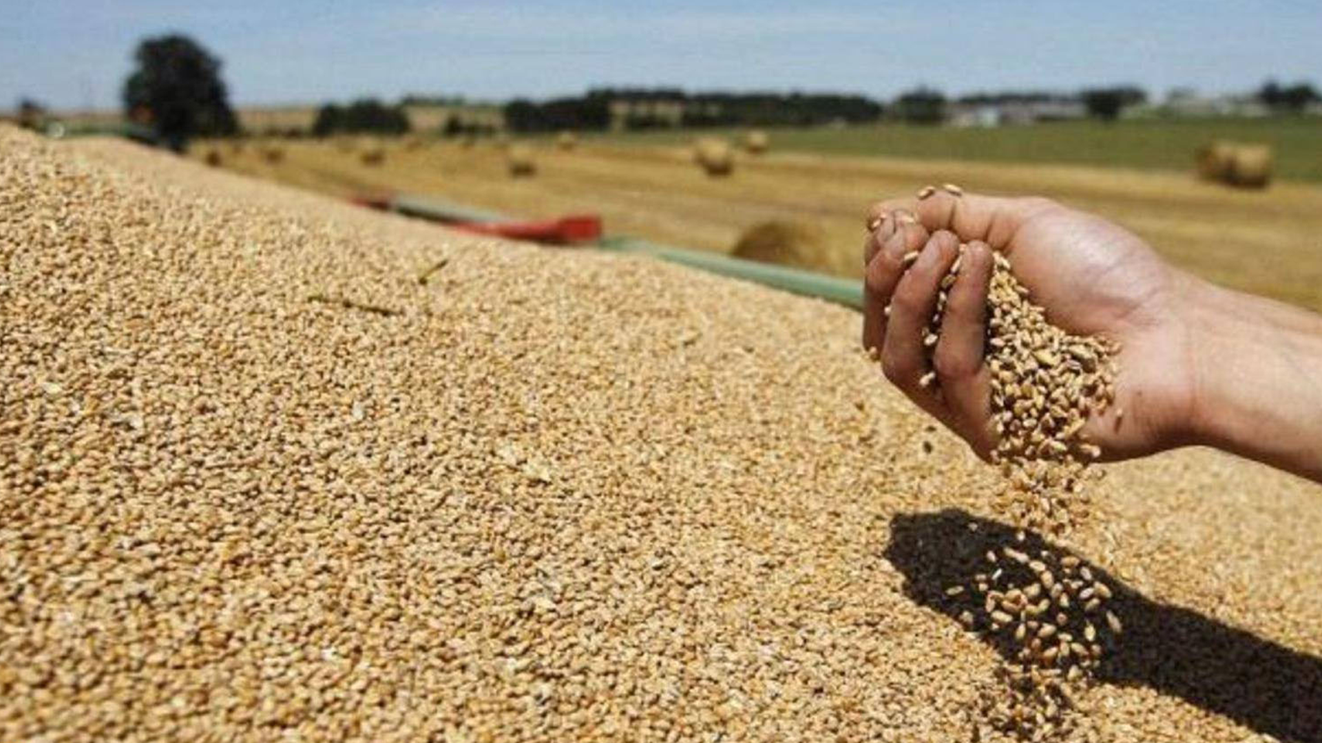 بازرگانیی دهۆک: هەفتەی داهاتوو پارەی گەنمی جوتیاران دە...