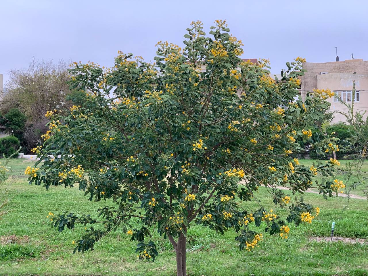 ئەڵێی خودا 