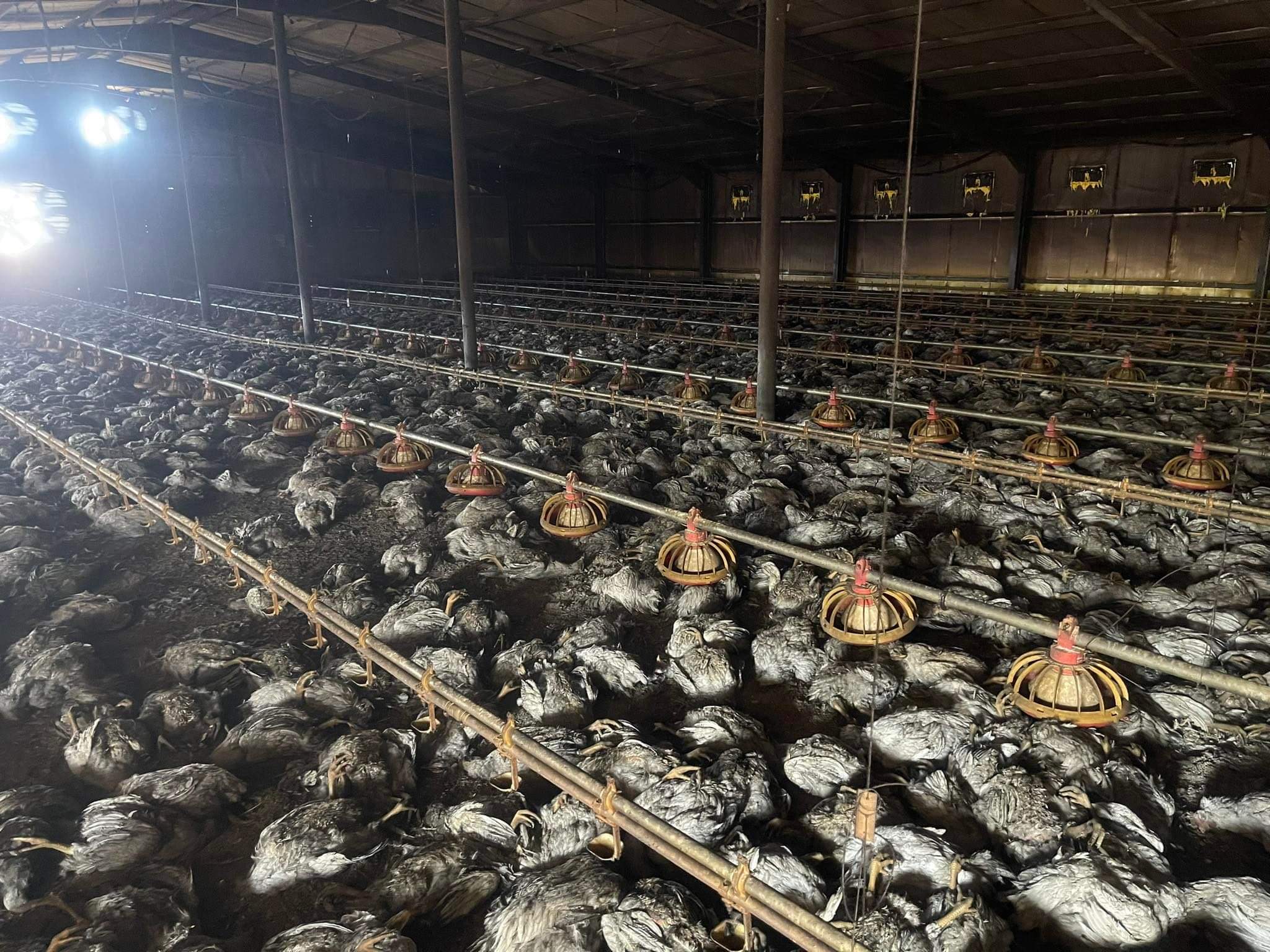 بێرنەر 27 هەزار مریشکی لە پشدەر سووتاند