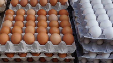 هاوردەكردنی هێلكە قەدەغە كرا