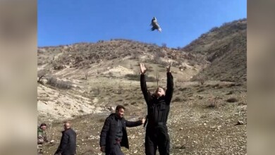 لە ماوەی دوو مانگ 140 کەوی گەڕاندەوە بۆ سروشت