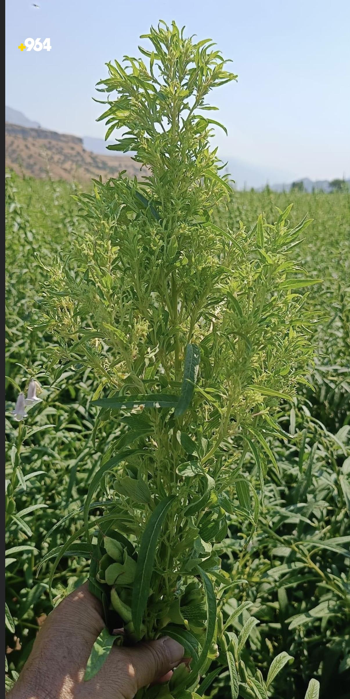 کونجی دێرەلۆک تووشی نەخۆشی بووە