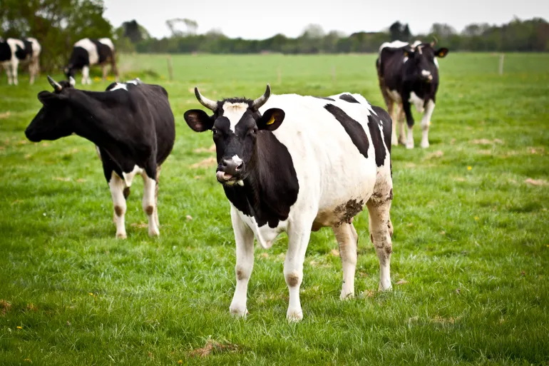 ماوەی دووگیانبوونی ئاژەڵان و هۆكارەكانی لە 964وە بزانە