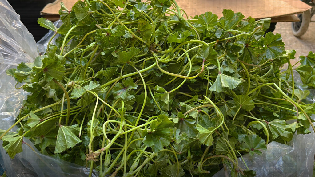 بۆ گیای بەهارە ژیانی خۆتان مەخەنە ناو مەترسیی مینەوە