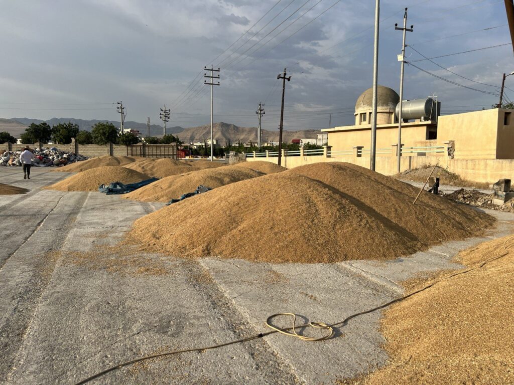 بەغدا بڕیاری دا بە ناردنی 45 ملیار دینار بۆ پارەی گەنمی جوتیاران