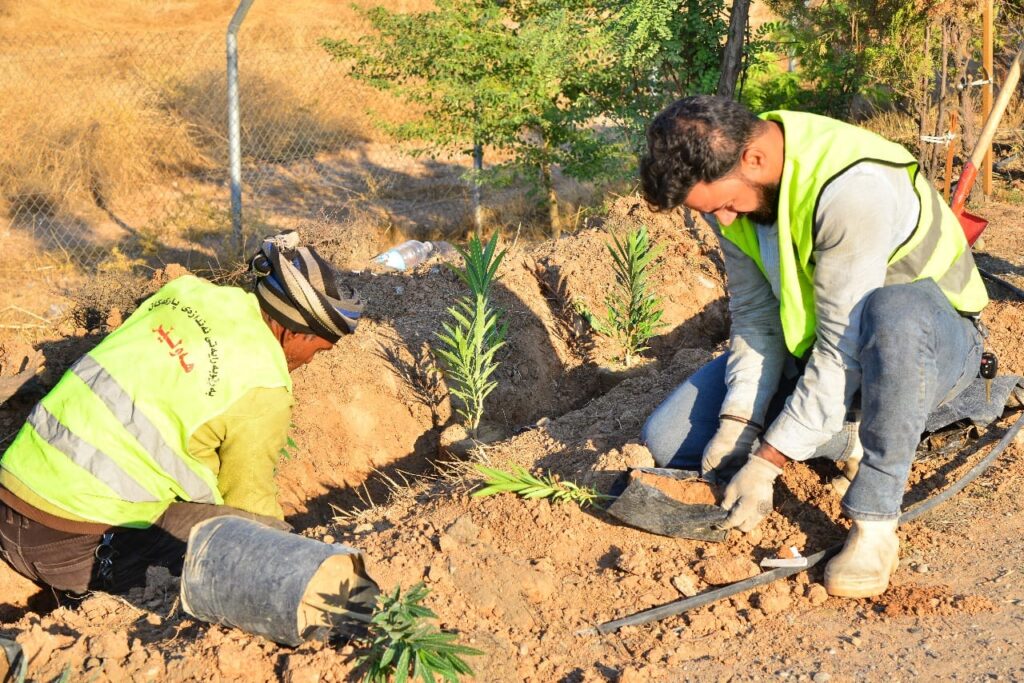 زیاتر لە 20 هەزار داری دیكە لە هەولێر چێنران