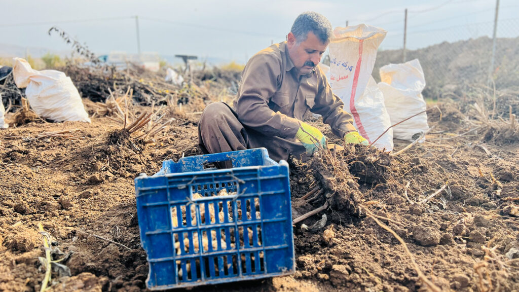 لە ئەڵمانیاوە داوای سێوی بن ئەرزی گۆپتەپە دەکرێت