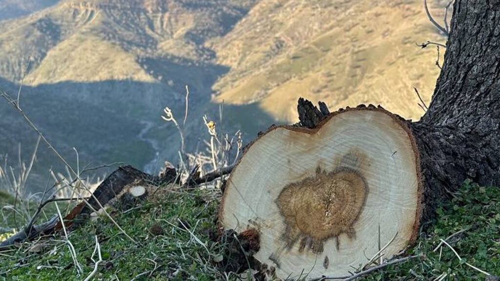 دارستانەکانى بنارى قەندیل لەژێر هەڕەشەى داربڕەکاندان