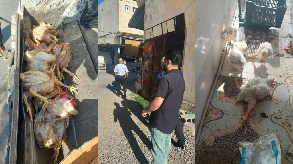لە هەڵەبجە 30 مریشکی زیندوو دەستیان بەسەرداگیرا و لەناوبران