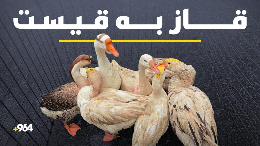 بێمووچەیی بازاڕی پەلەوەری کوردی کز کردووە