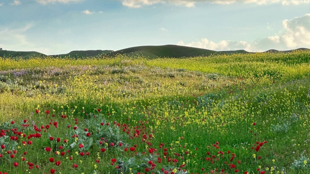 سبەی ماڵی گەشت و سەیرانە و هیچ خەبەرێک لە باوبۆران نییە