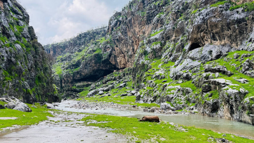 سروشتە دڵڕفێنەکەی خەرەندی رواندز بەلاشەی ئاژەڵە تۆپیوەکان شێوێنراوە