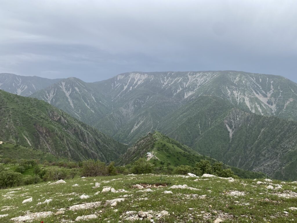 شوێنی ئاگرە گەورەکەی ساڵی پاری ناوچەی کۆکۆیی ژیاوەتەوە