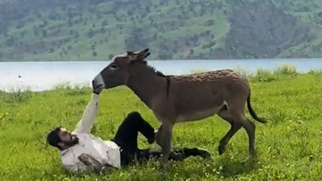 گوێدرێژە یاخییەکە گەڕێندرایەوە زێدی خۆی؛ ئیسراحەتی کرد