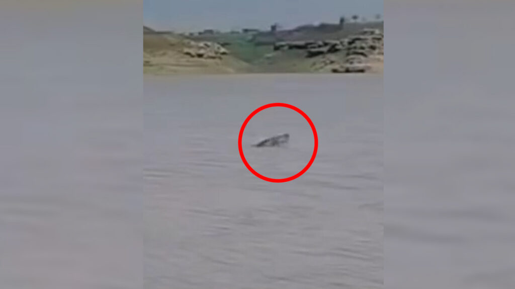 ماسییەکى گەورە لە دەریاچەى دوکان دەرکەوت