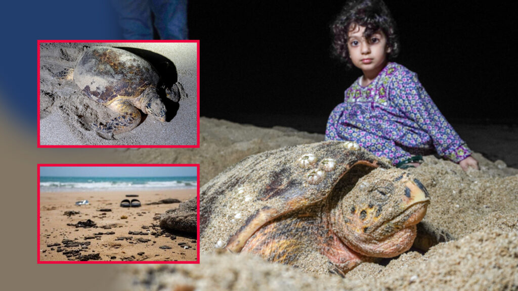 کیسەڵە ئاوییەکانی تەنگەی هورمز مەترسی لەناوچوونیان لەسەرە