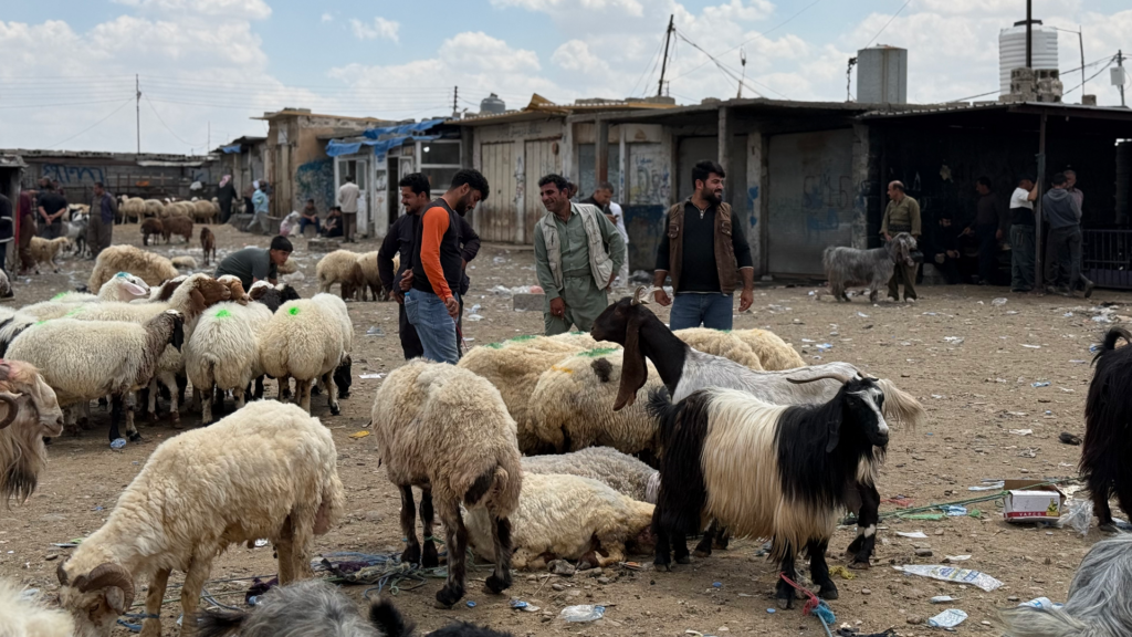 ئاژەڵی سوری نایەتە کوردستان و تەنیا ئێرانی دێت