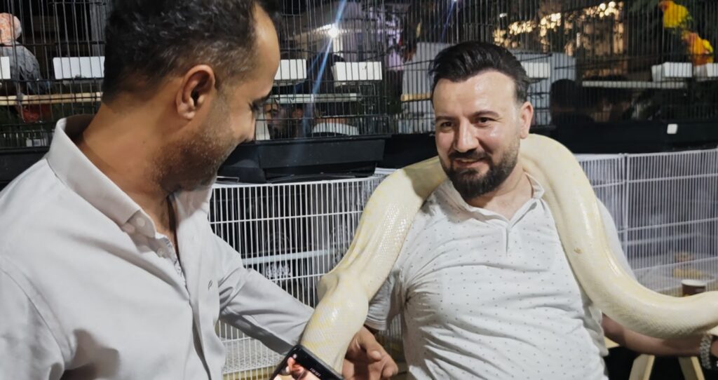 مارە سپییە بێ ژەهرەکە؛ ئەلبینۆ پایسۆن بناسه